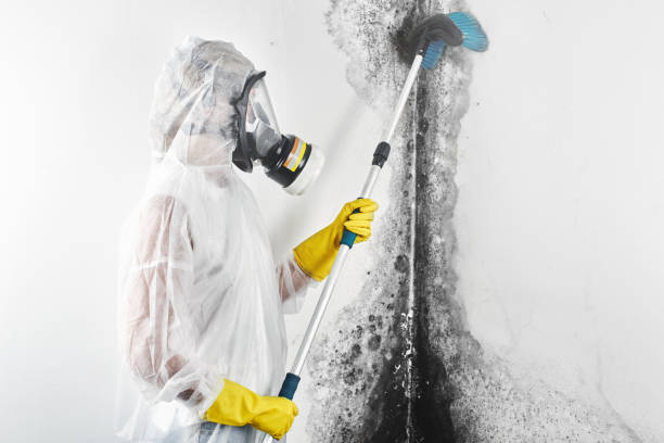 Best Indoor Air Quality Assessment  in Wacousta, MI