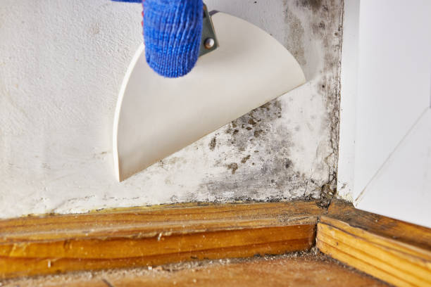 Asbestos and Lead Testing During Mold Inspection in Wacousta, MI